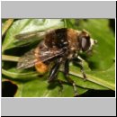 Merodon equestris - Narzissenschwebfliege 21.jpg